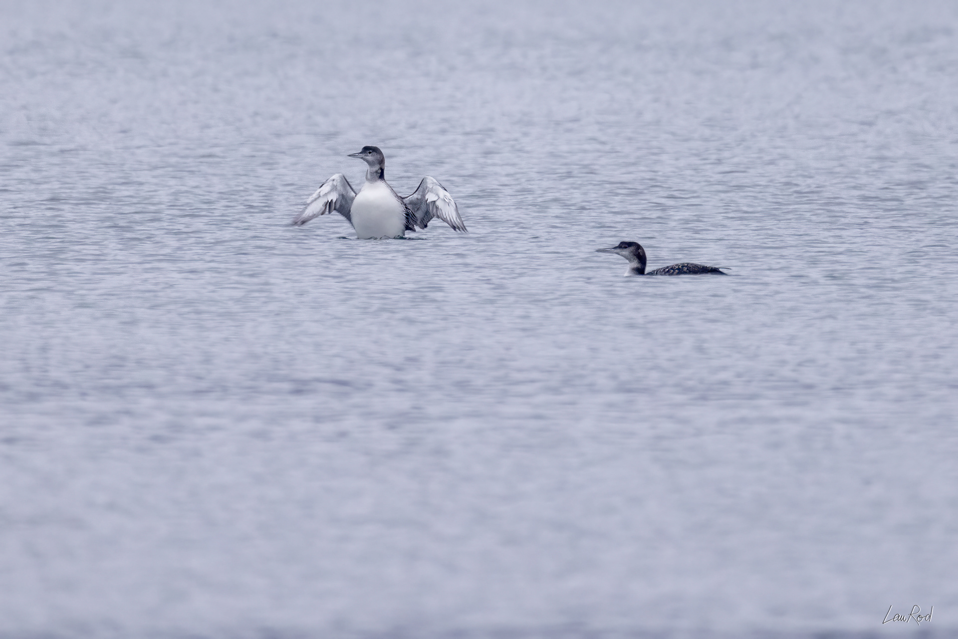 Plongeon Imbrin - OE 118