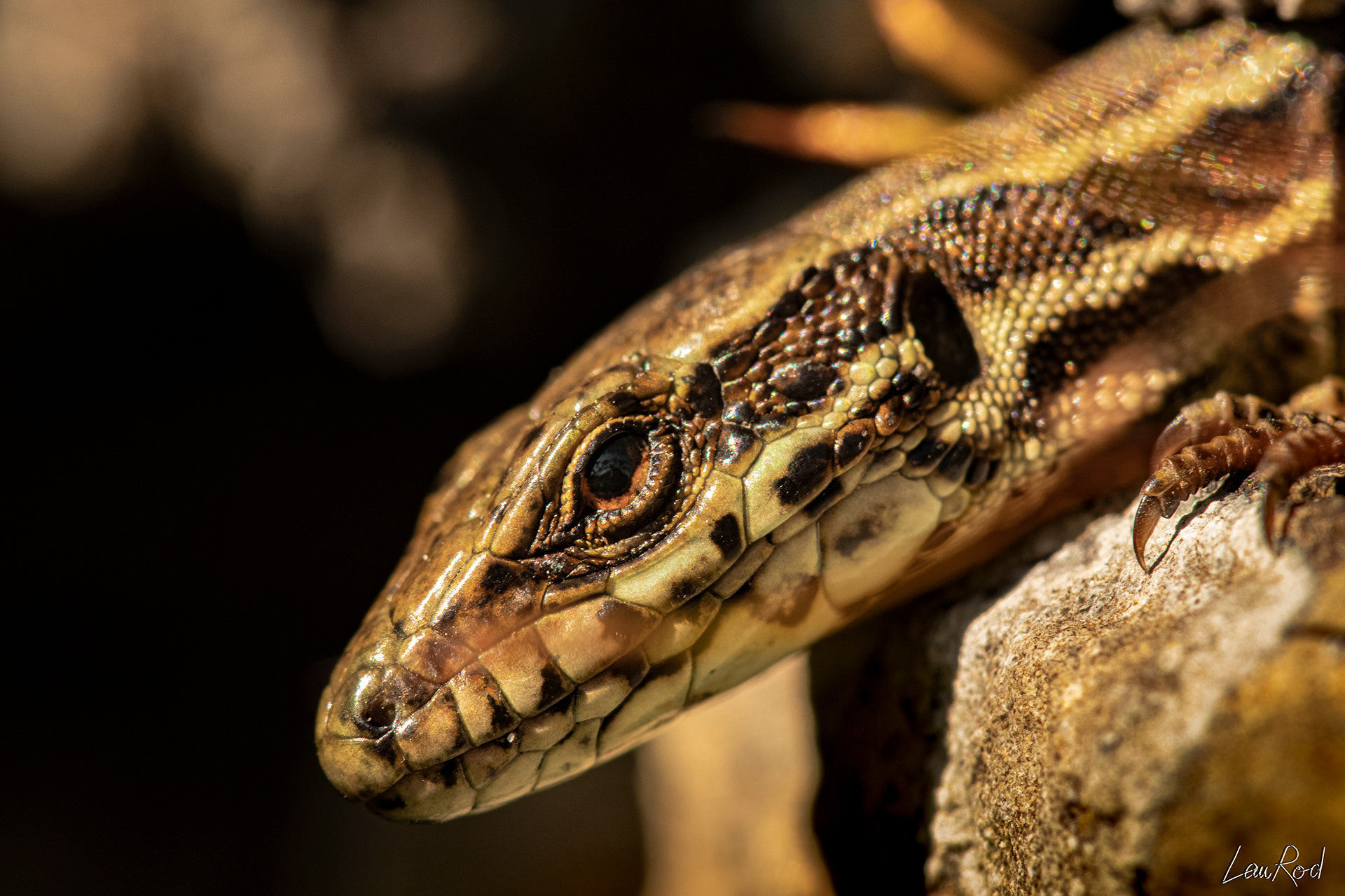 Lézard des murailles - DHJ019