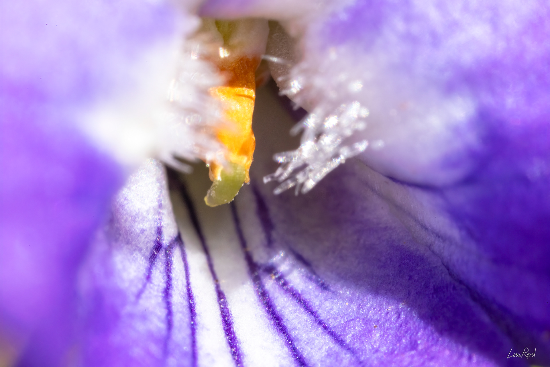 Violette odorante - Mac01