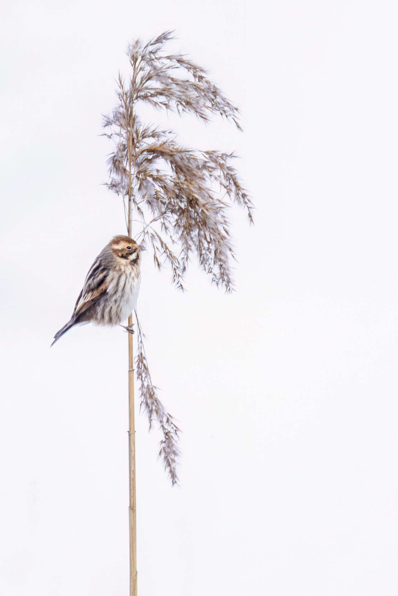 Bruant des roseaux - OE097