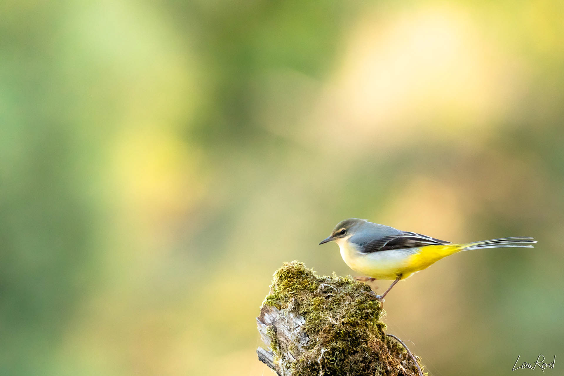 Bergeronnette des ruisseaux - OE 007