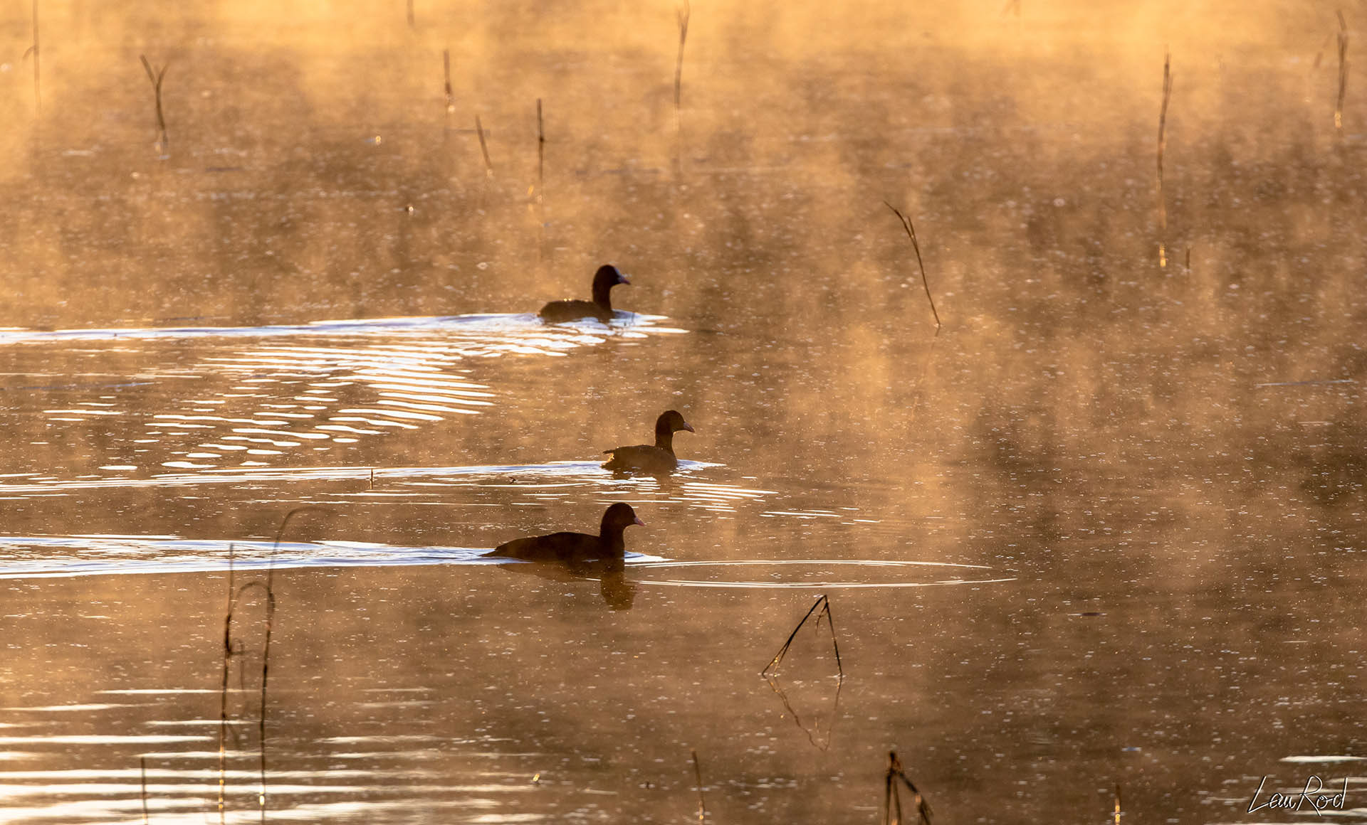 Foulques macroules - OE 022