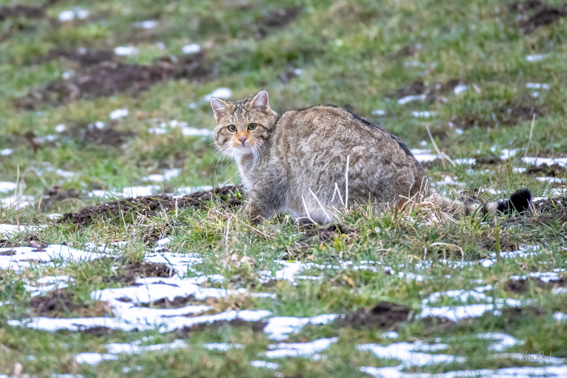 Chat forestier - M195
