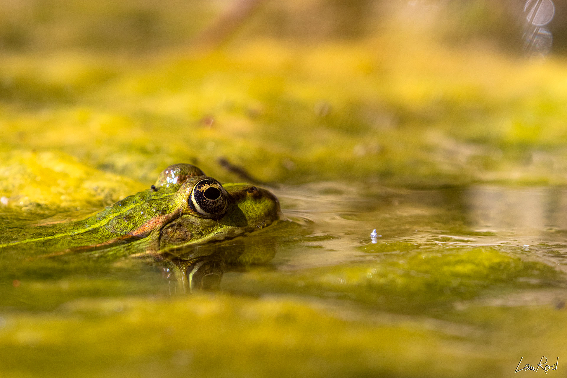 Grenouille verte - DHJ025