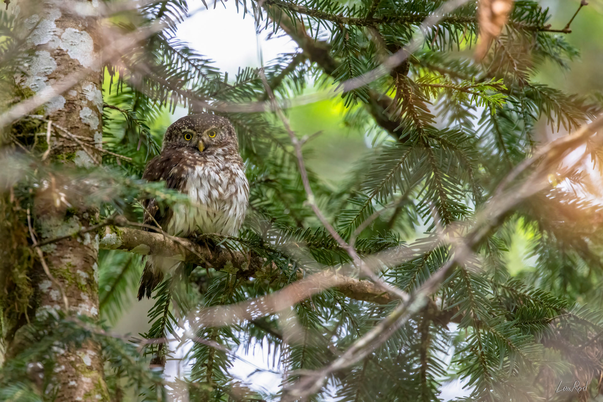 Chouette chevêchette - OBJ175