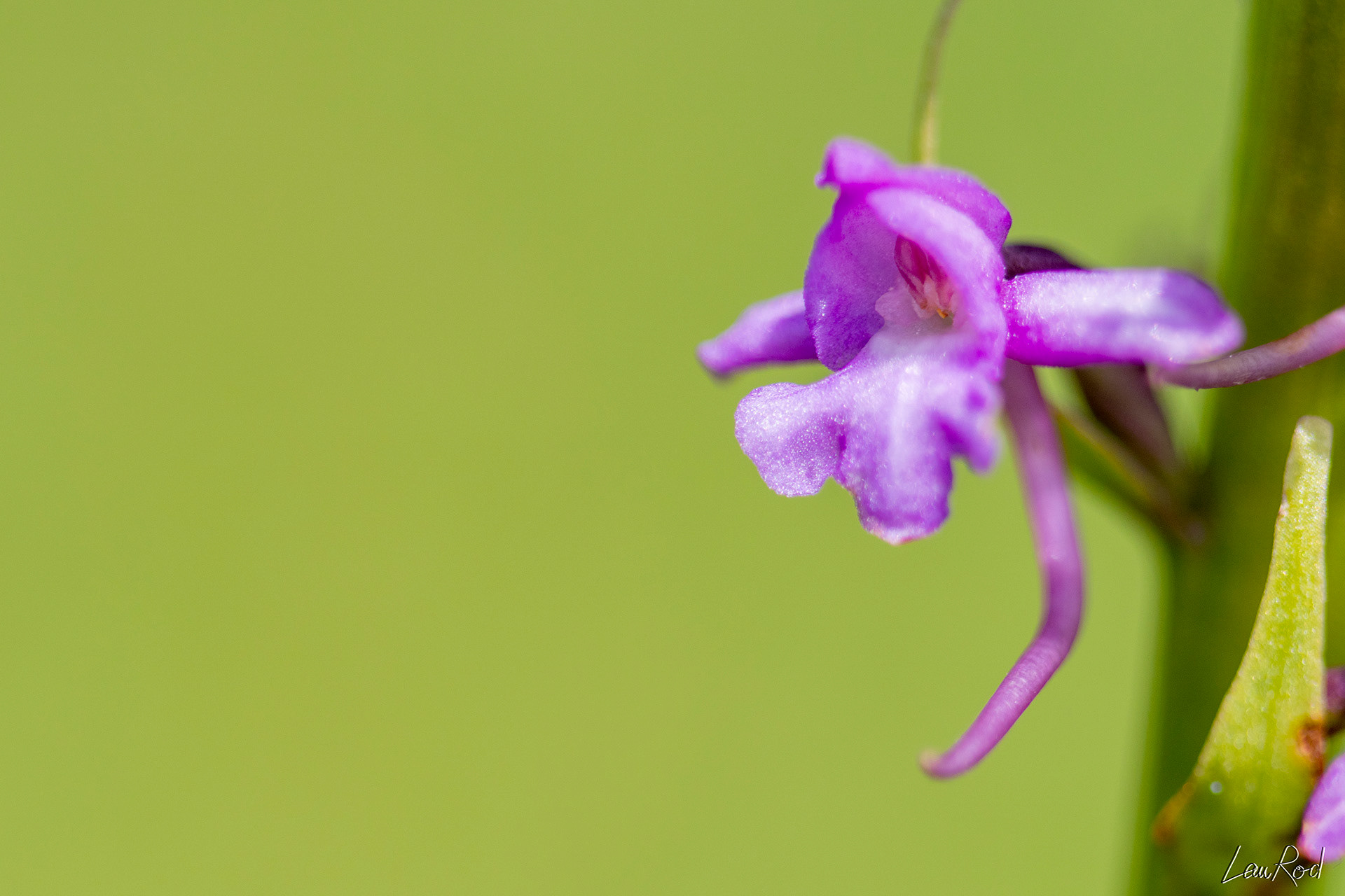 Orchis moucheron - F038