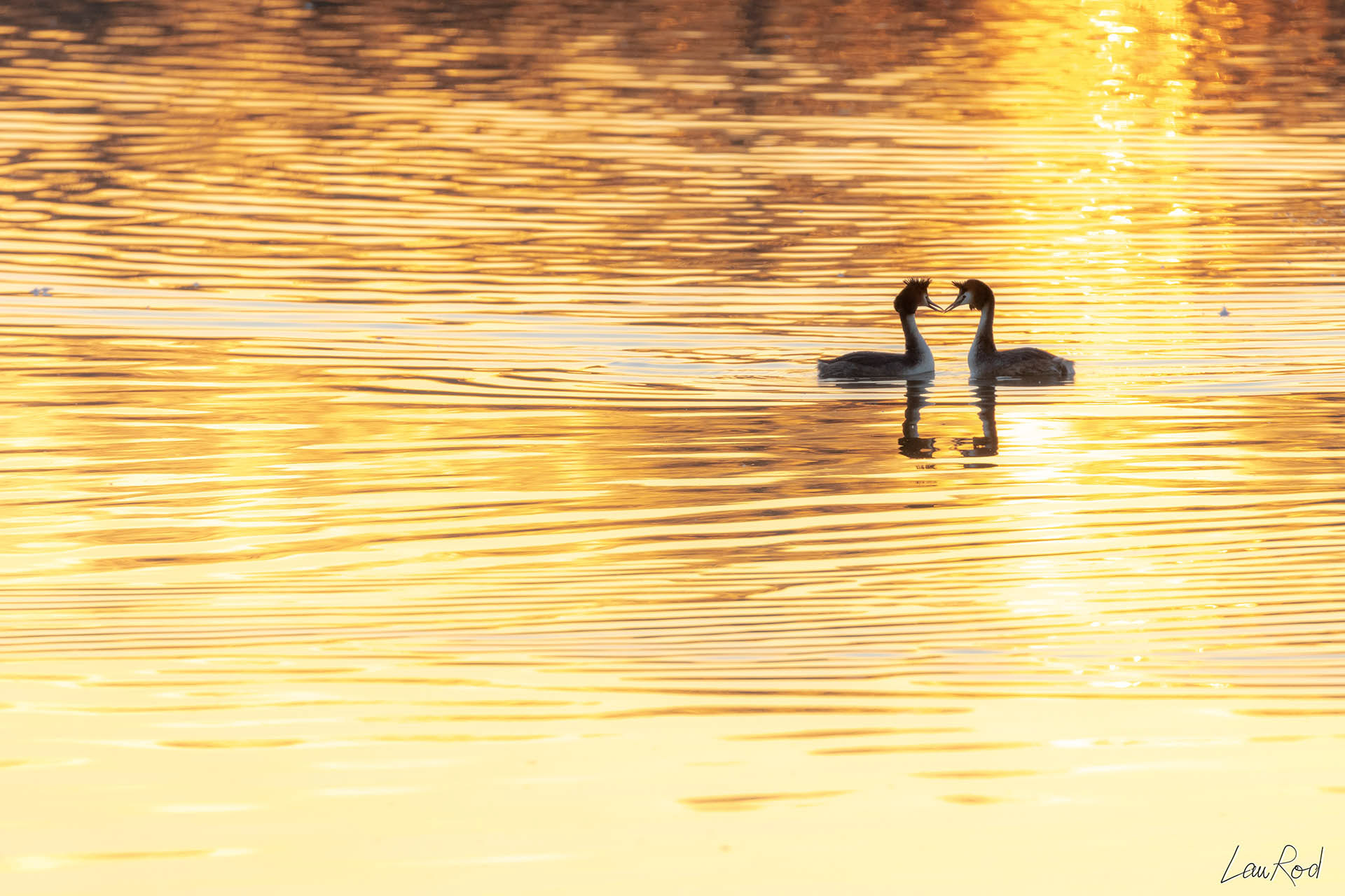 Grèbes huppés - OE 037