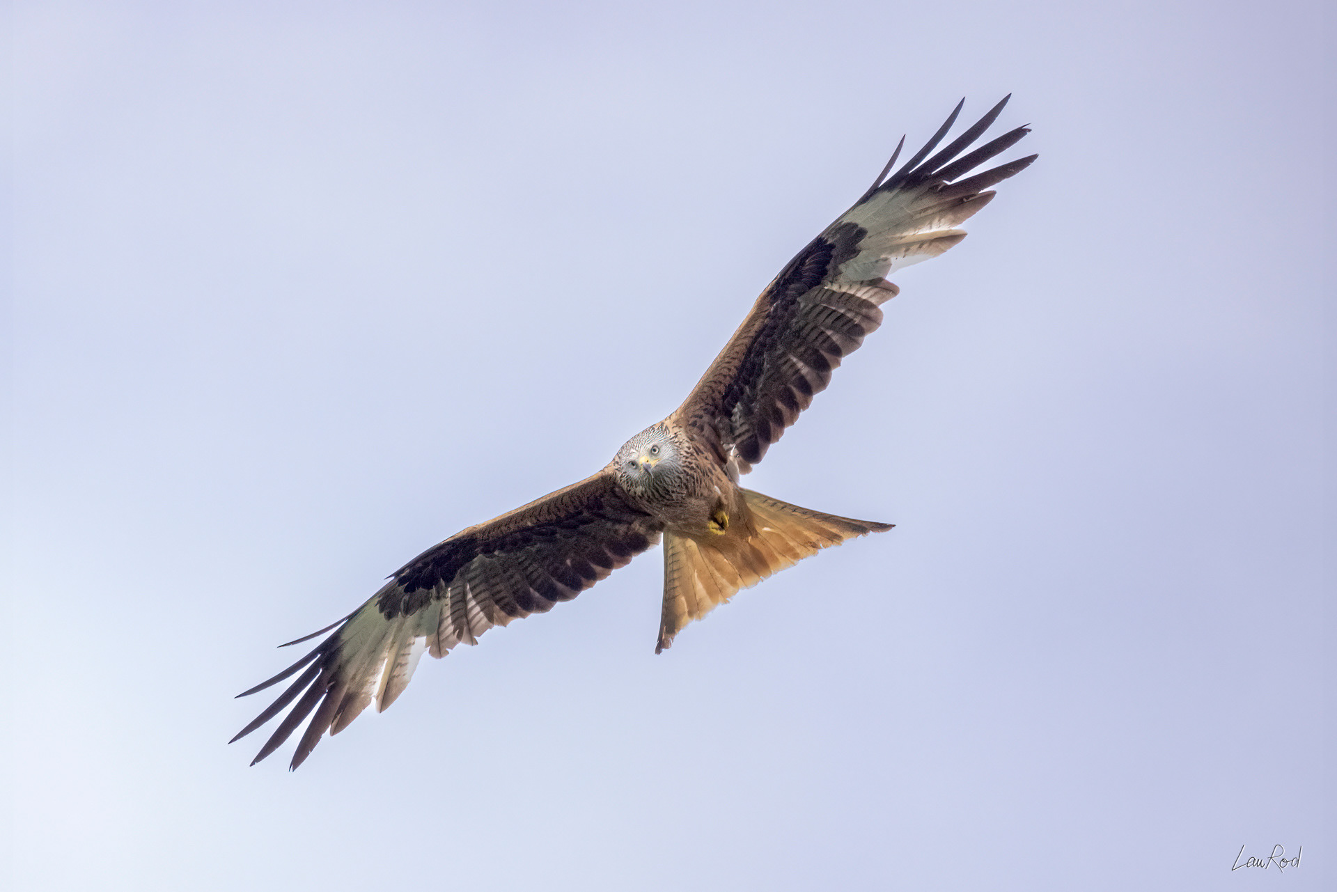 Milan royal - OBJ136