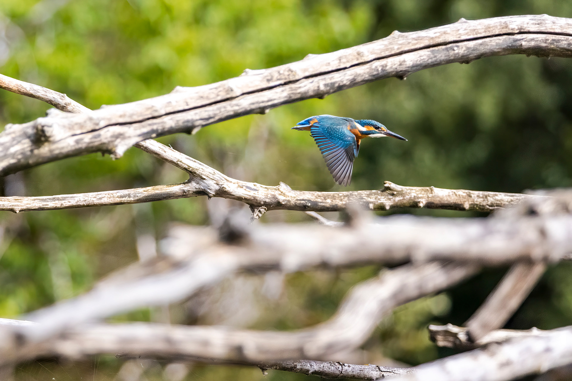Martin pêcheur - OE 089
