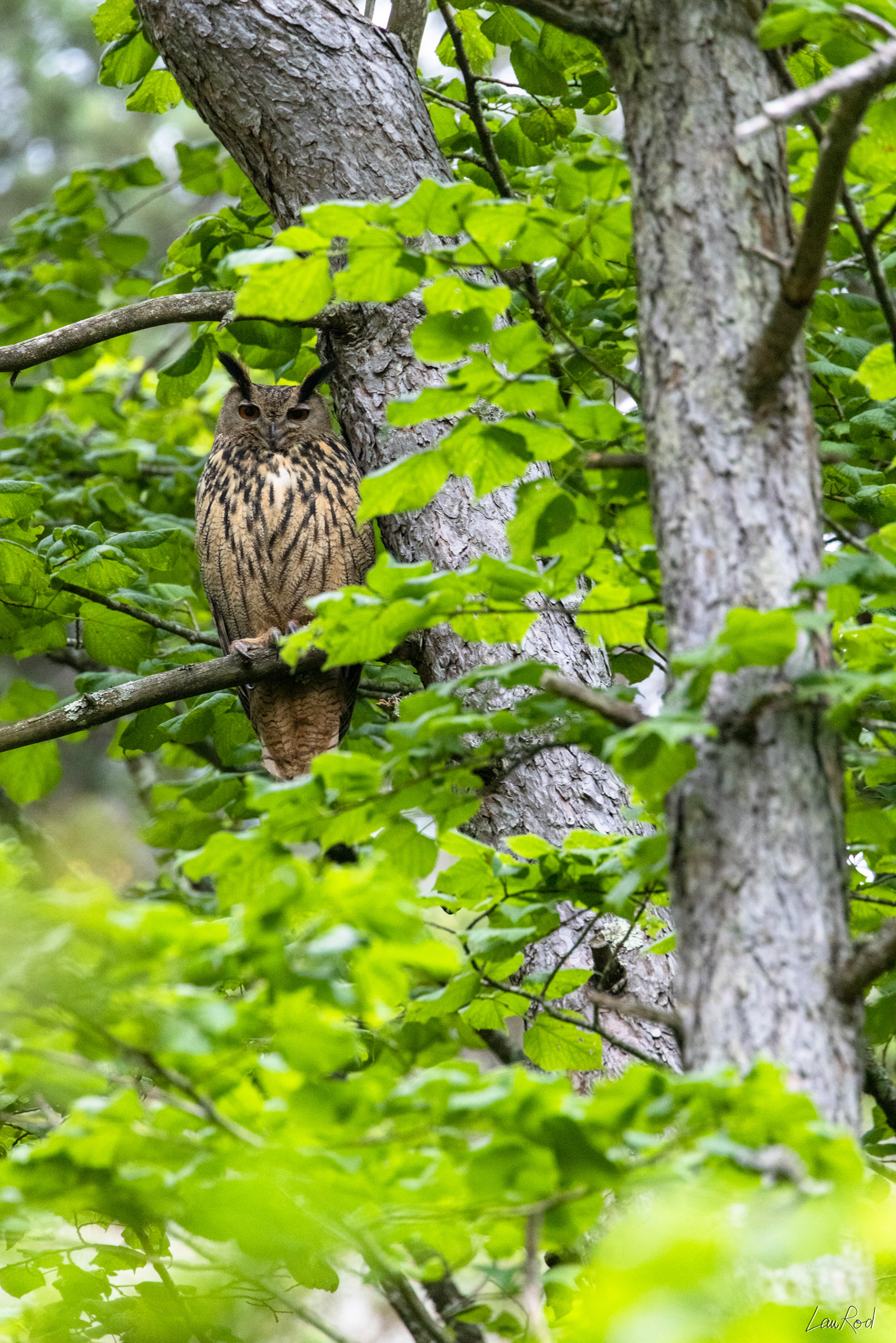 Grand duc mâle- OBJ096