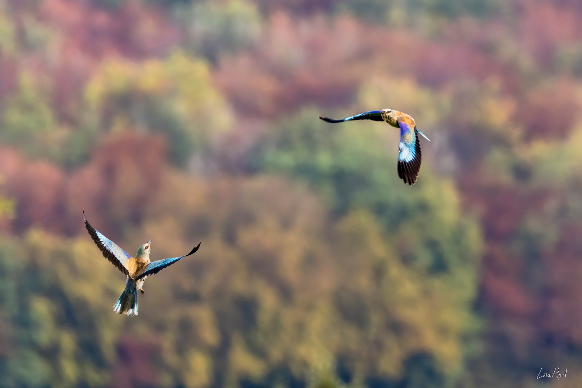 Rolliers d'Europe - OBJ152