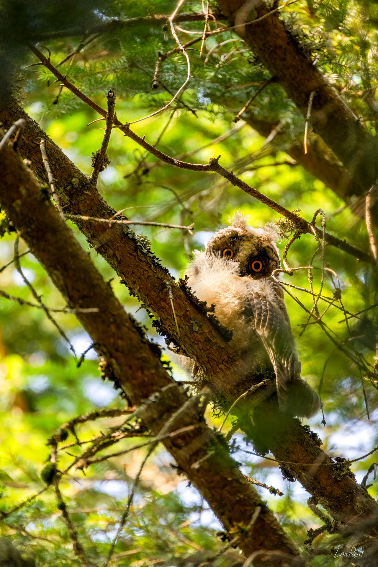 Hiboux moyen-duc Juvénile - OBJ143
