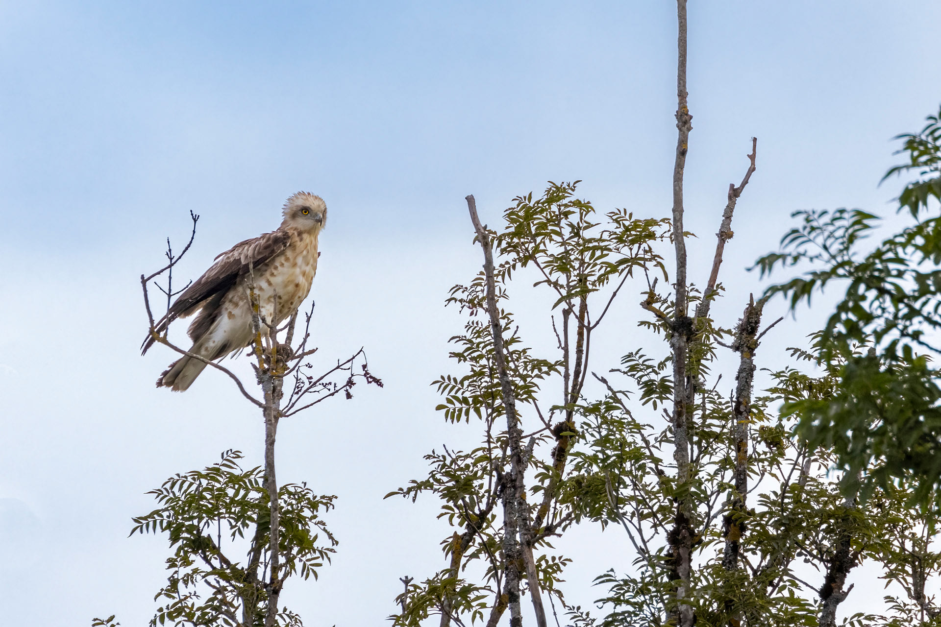 Circaète Jean le Blanc - OE085
