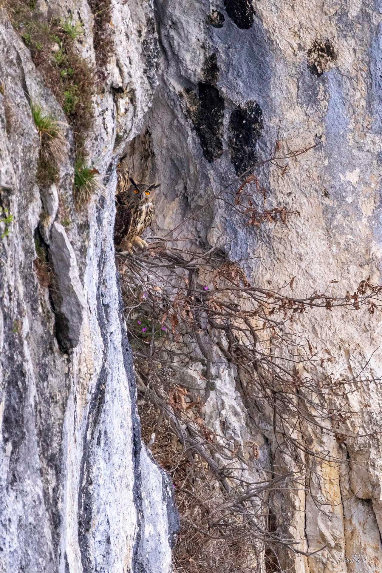 Hibou grand-duc - OBJ171