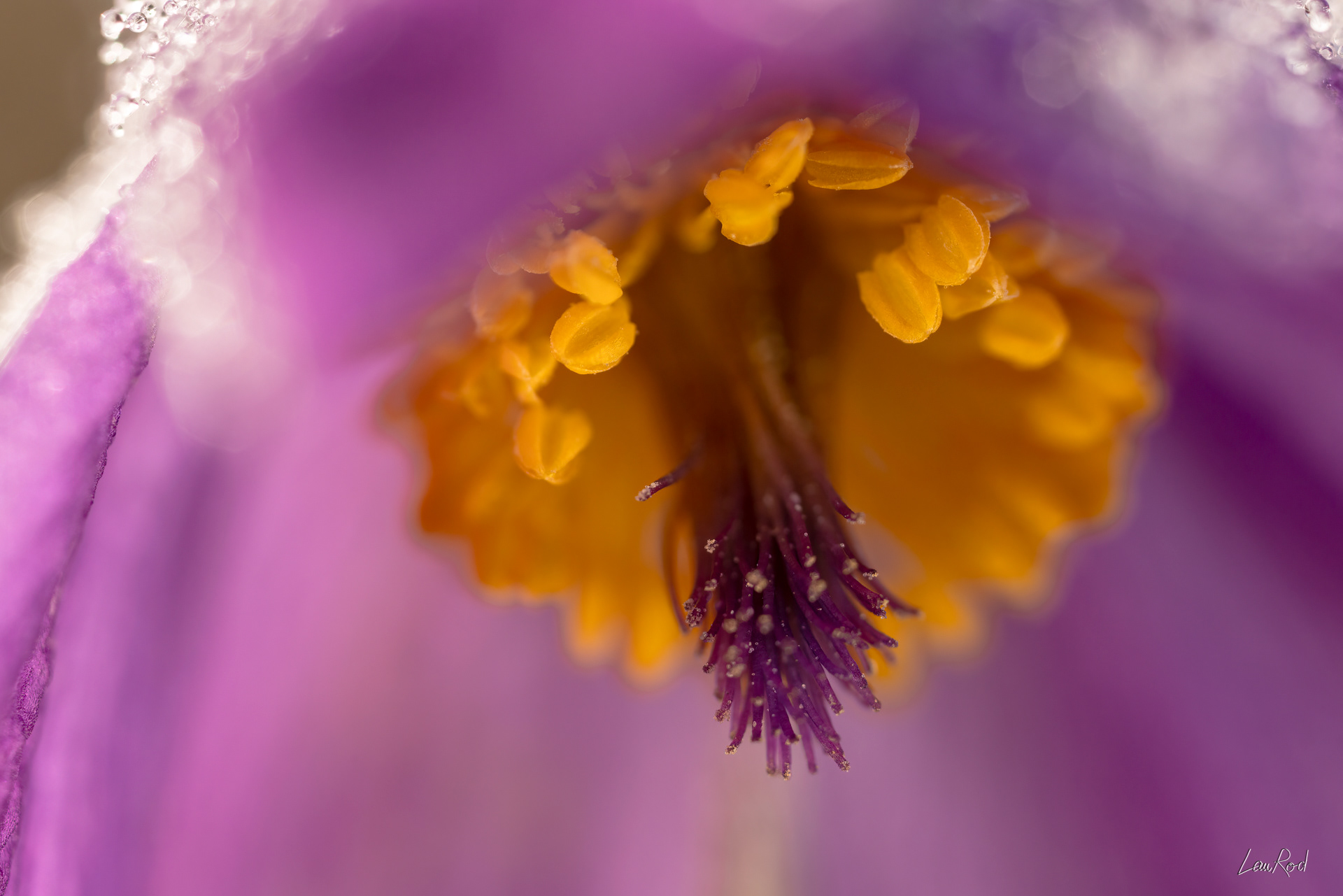 Anémone pulsatille - Mac17