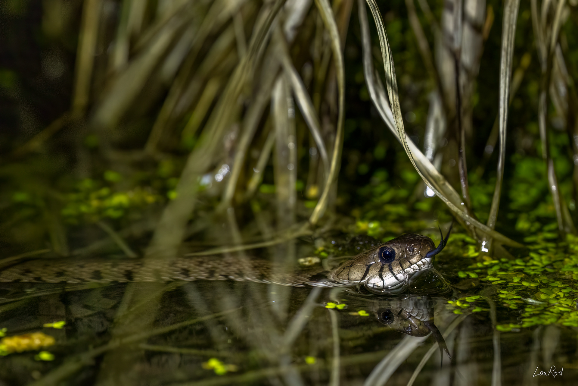 Couleuvre à collier - DHJ069