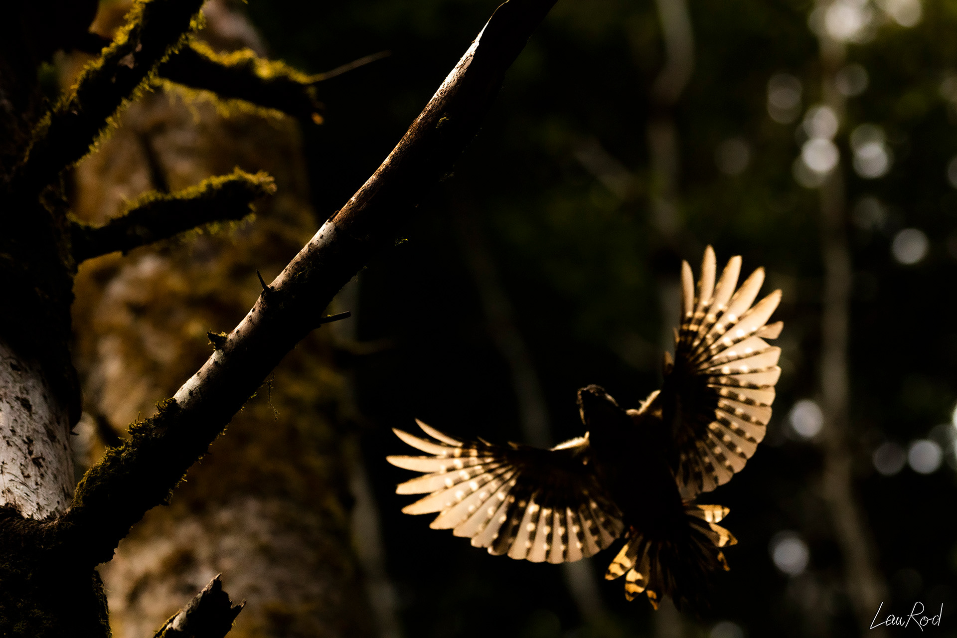 Pic épeiche - OBJ063