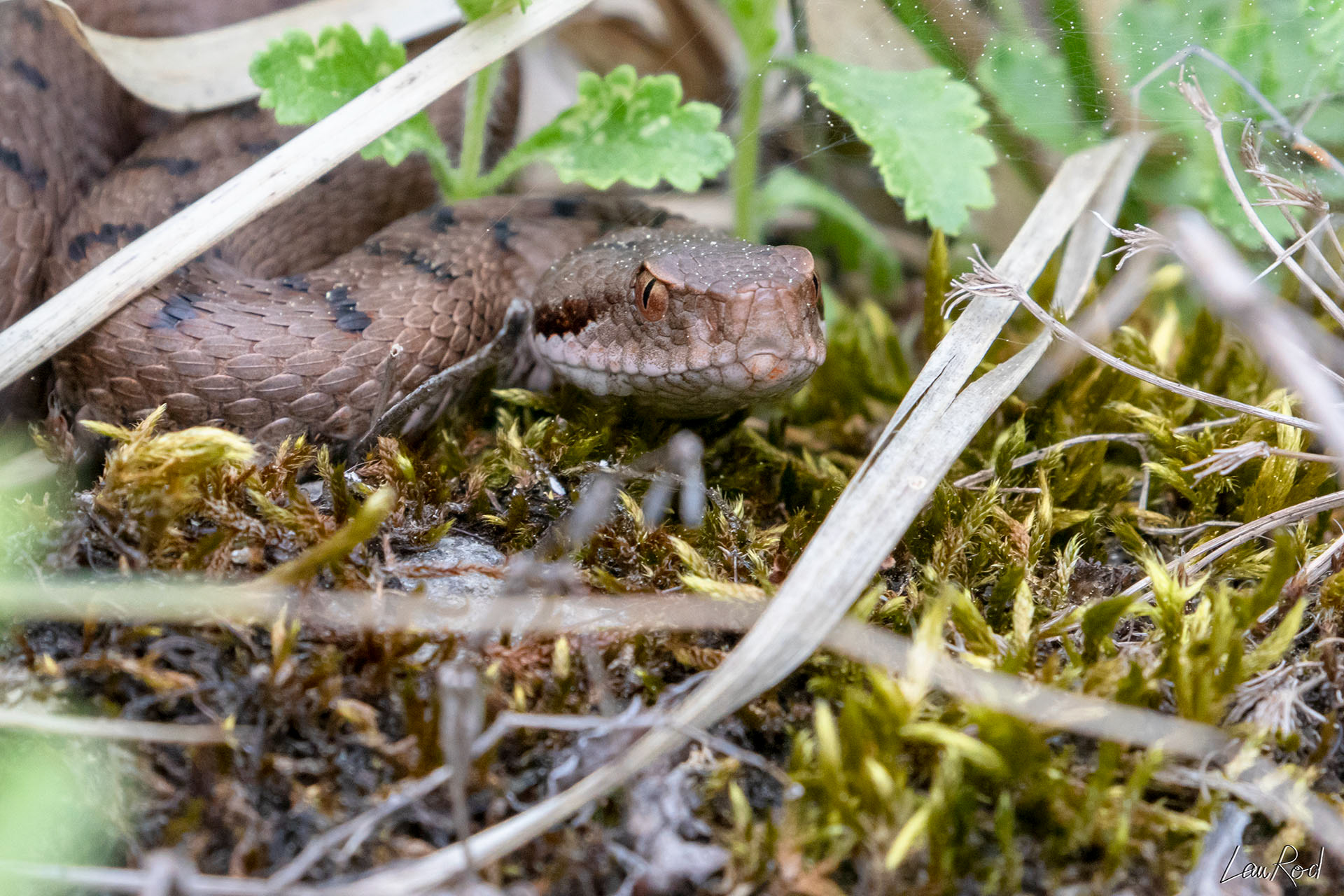 Vipère aspic - DHJ023