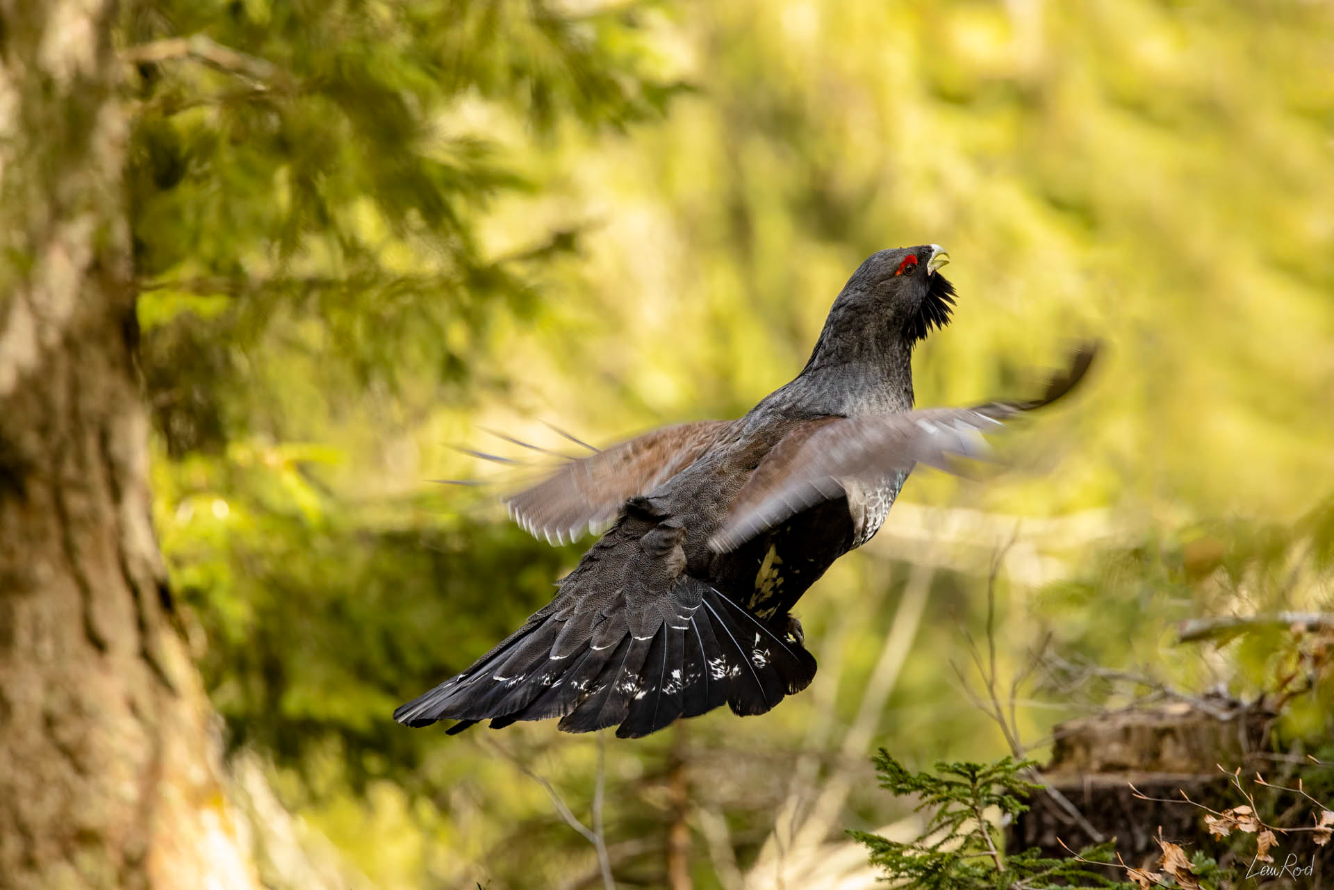 Grand tétras - OBJ109