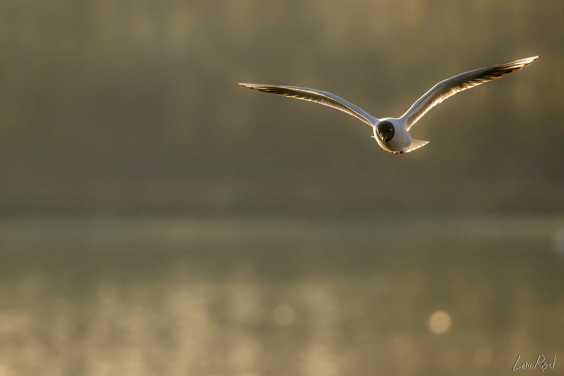 Mouette rieuse - OE 034