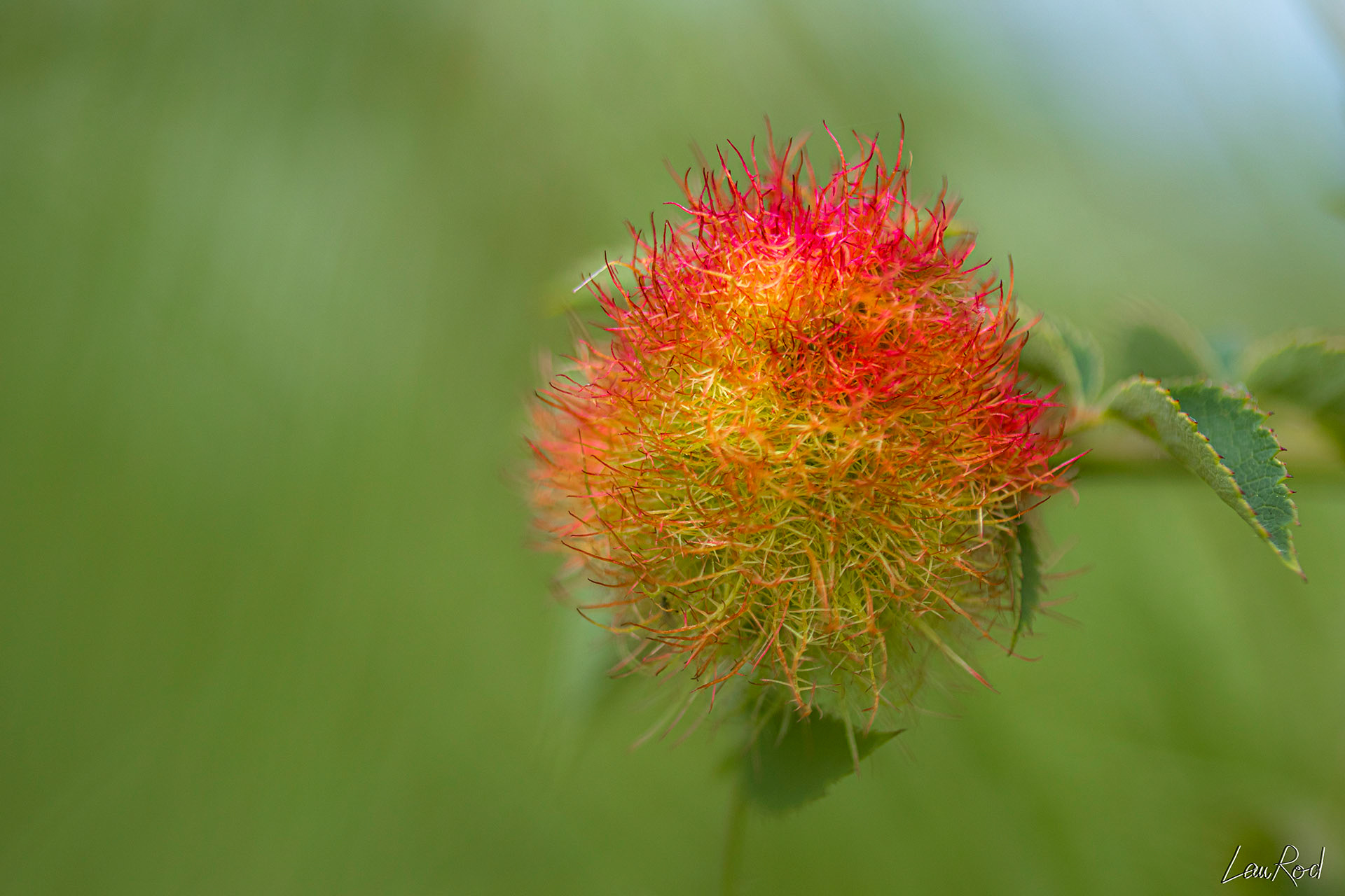 Galle de l'églantier - F037