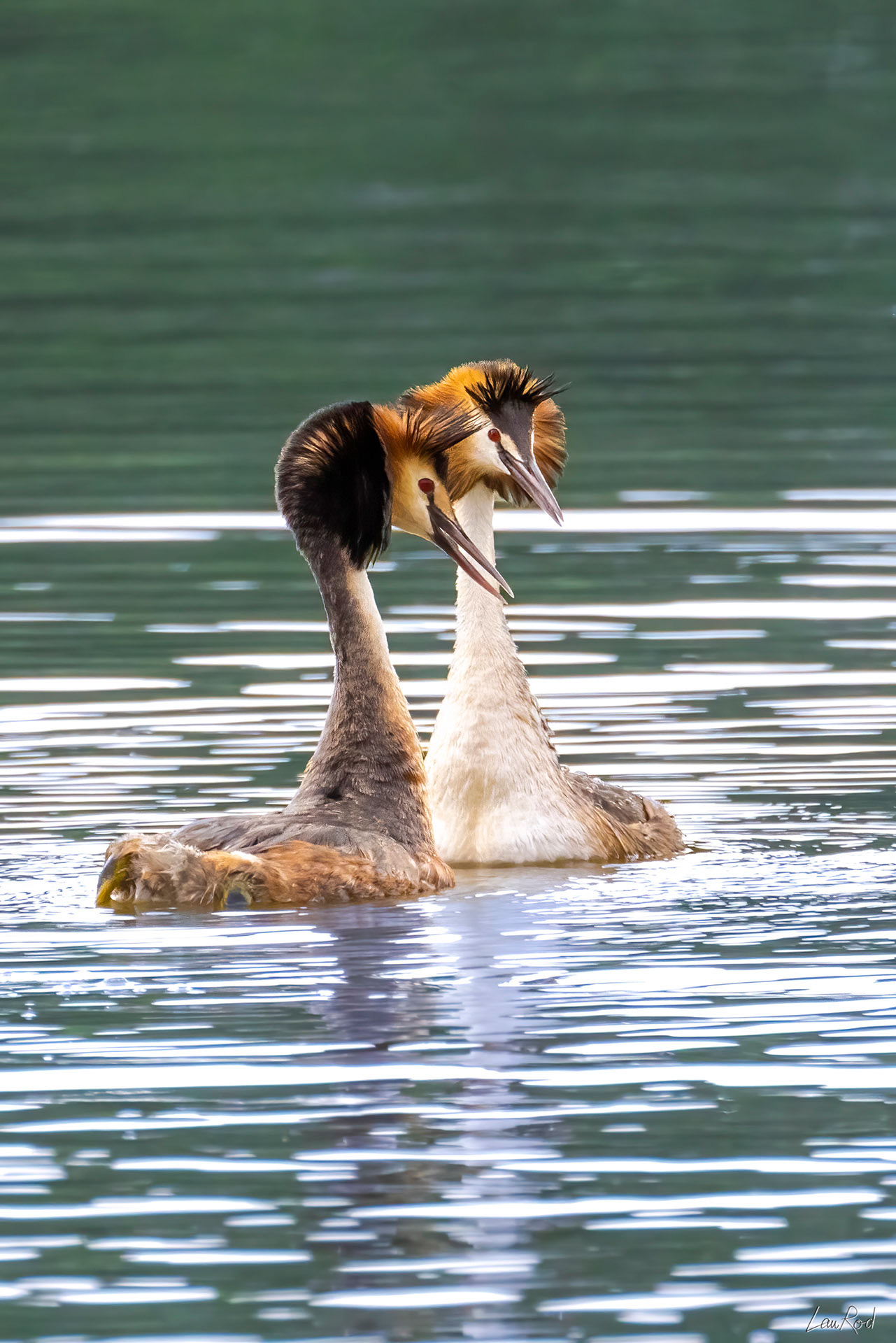 Grèbe Huppé - OE065