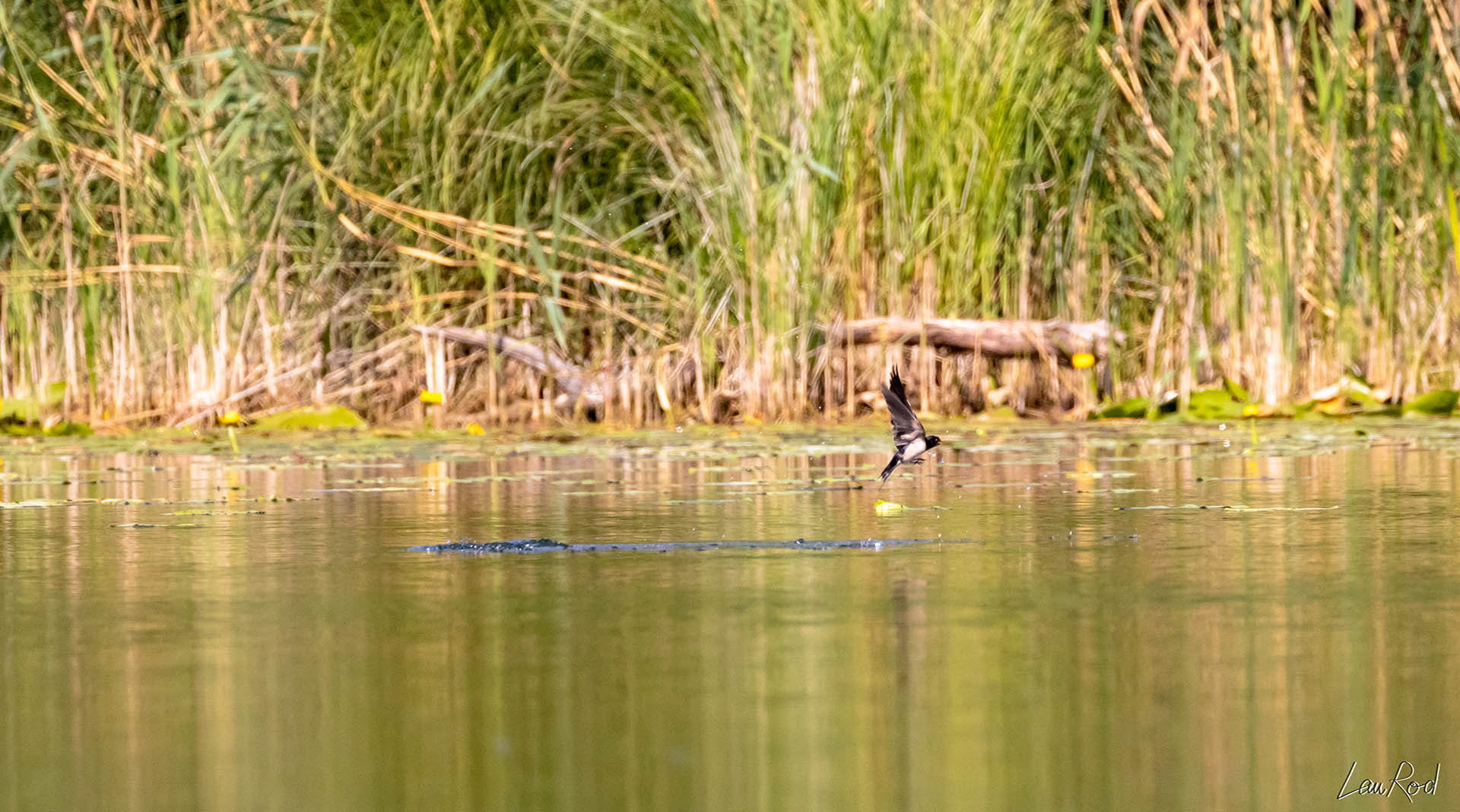 Hirondelle rustique - OE 030