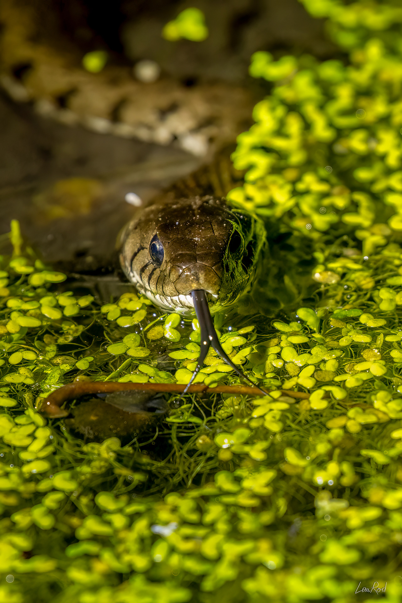 Couleuvre à collier - DHJ071