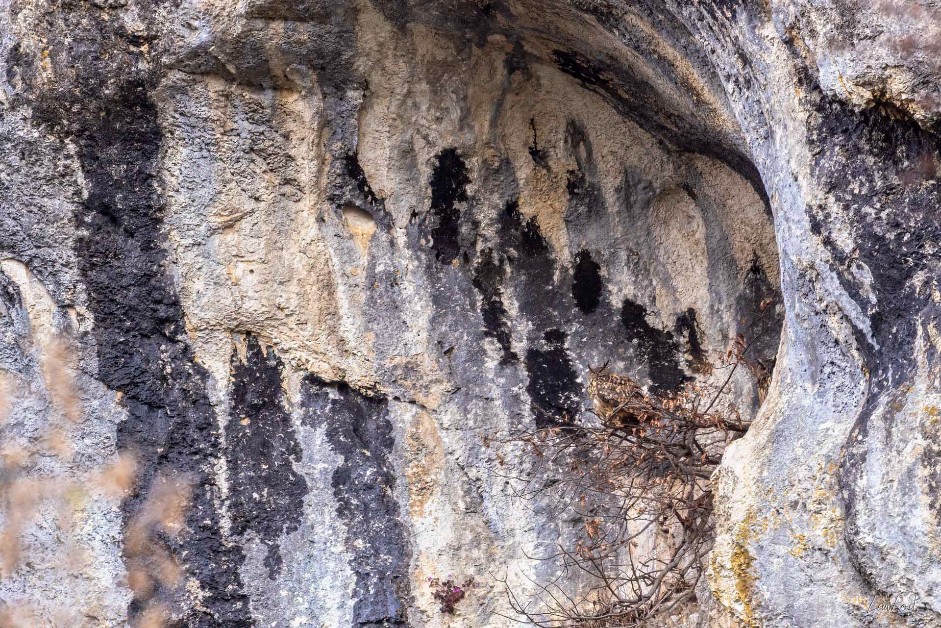 Hibou grand-duc - OBJ170