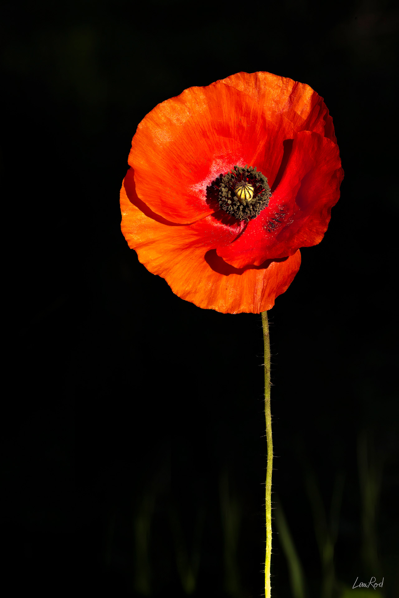 Coquelicot - F117