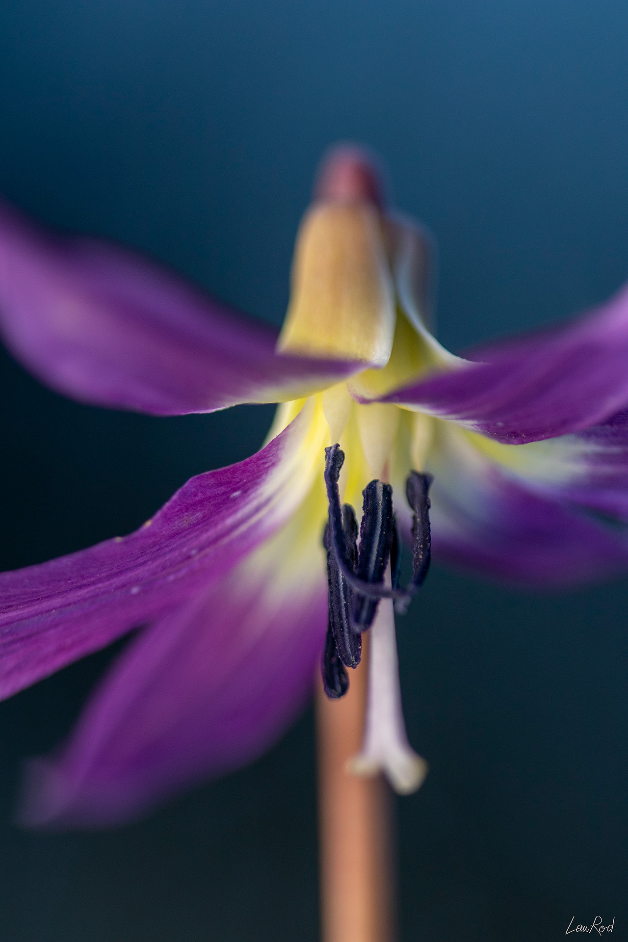 Érythrone dent de chien - F075