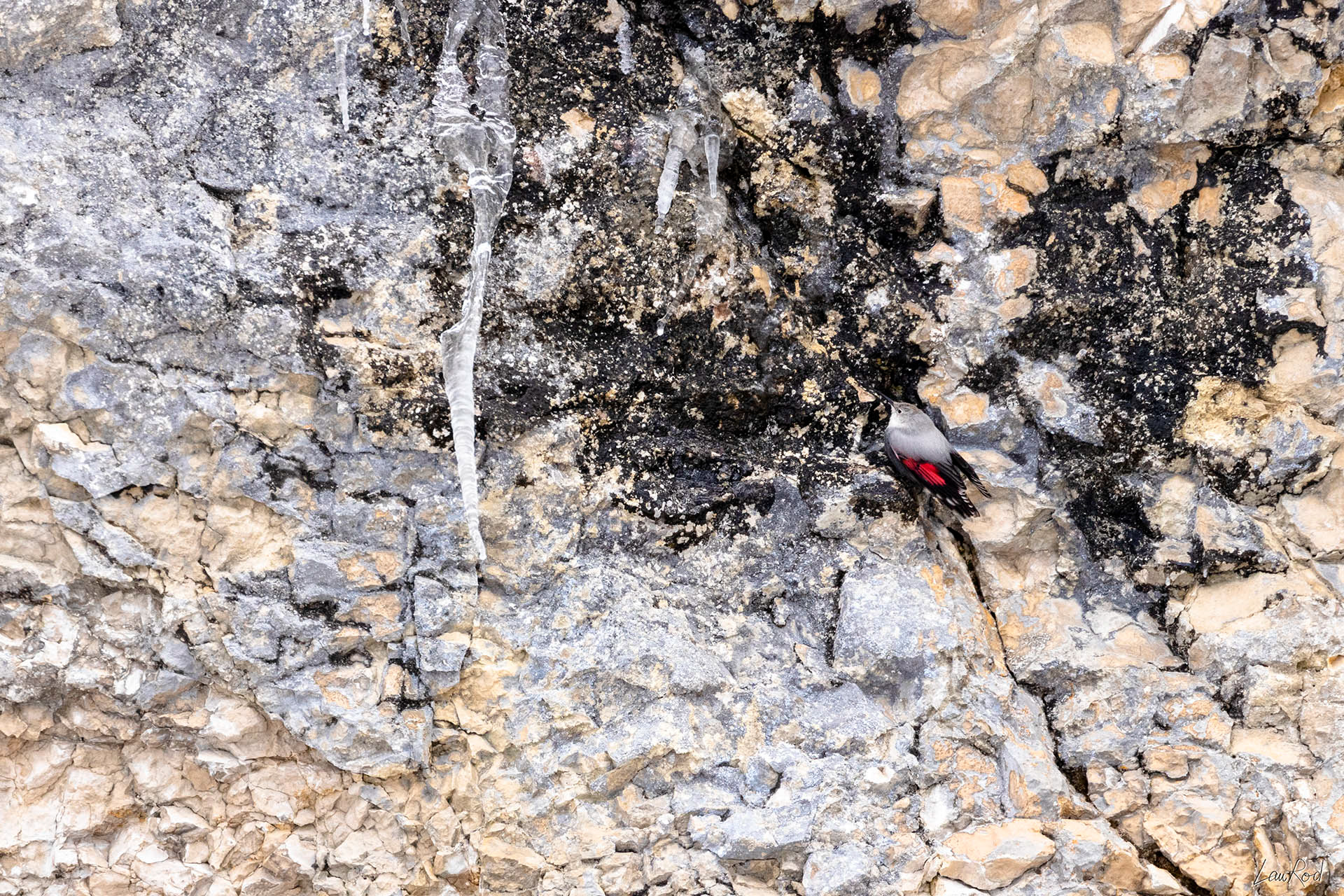 Tichodrome échelette - OBJ073