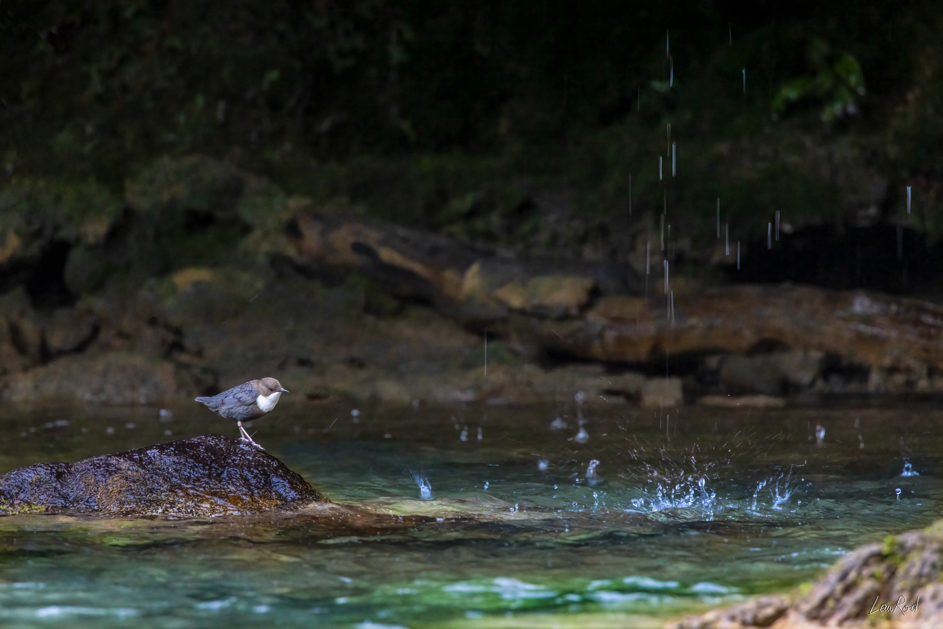 Cincle plongeur - OE122