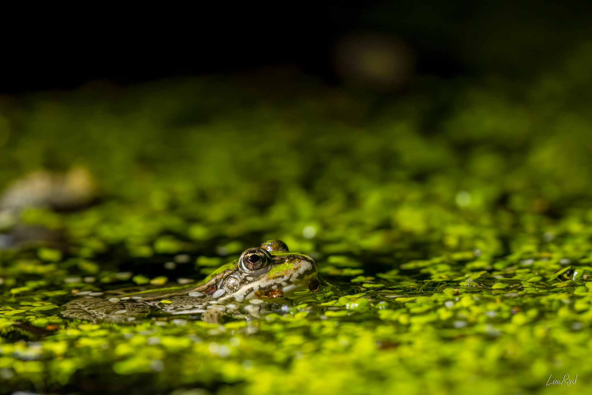 Grenouille verte - DHJ068