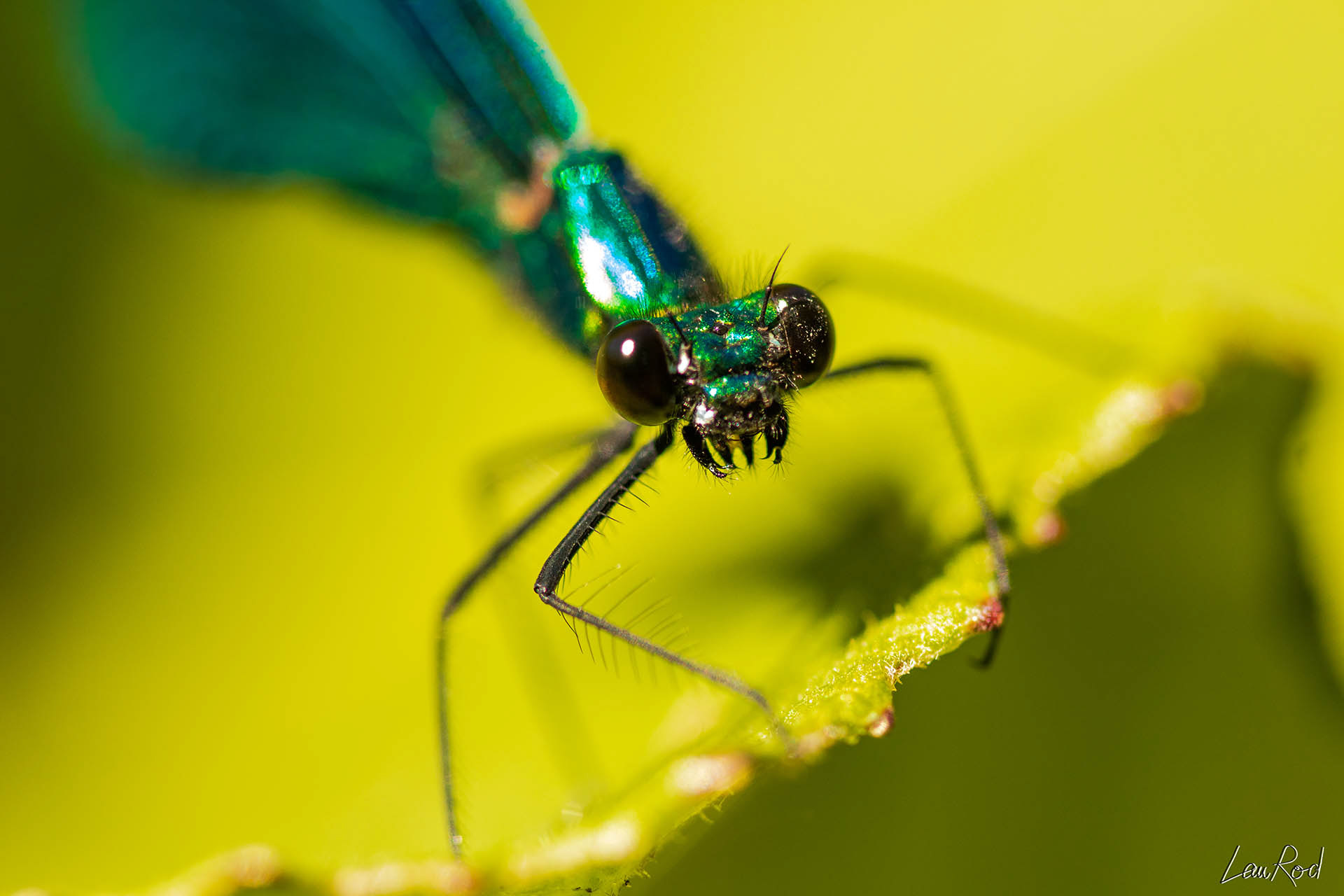 Demoiselle - A026