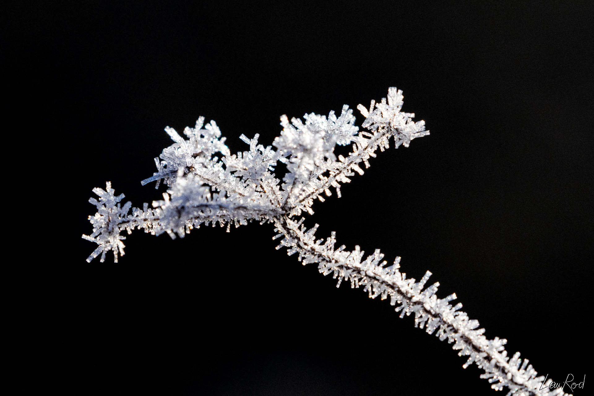 Cristaux sur ombellifère - F016