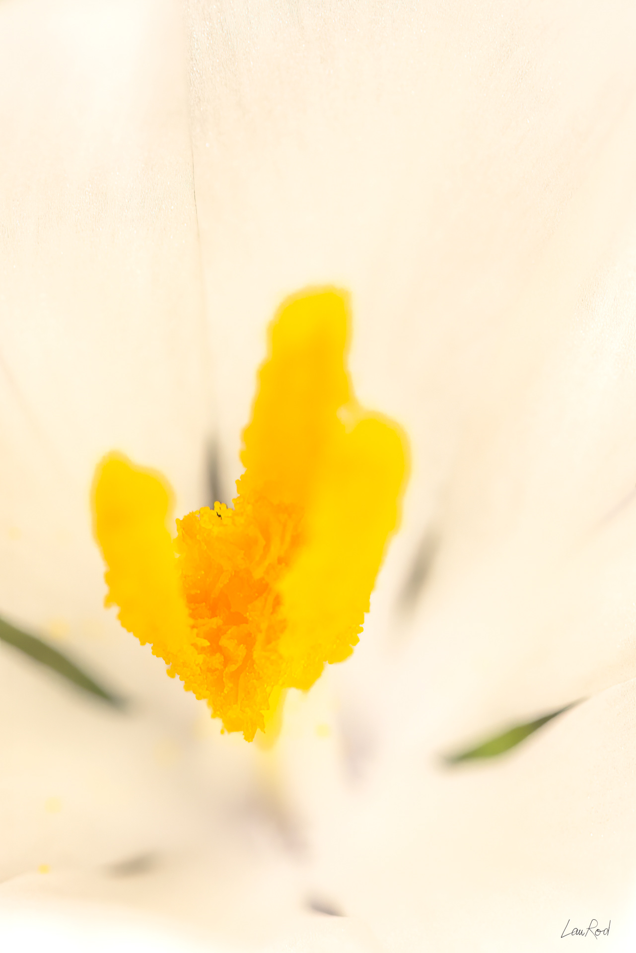 Crocus blanc- Mac33