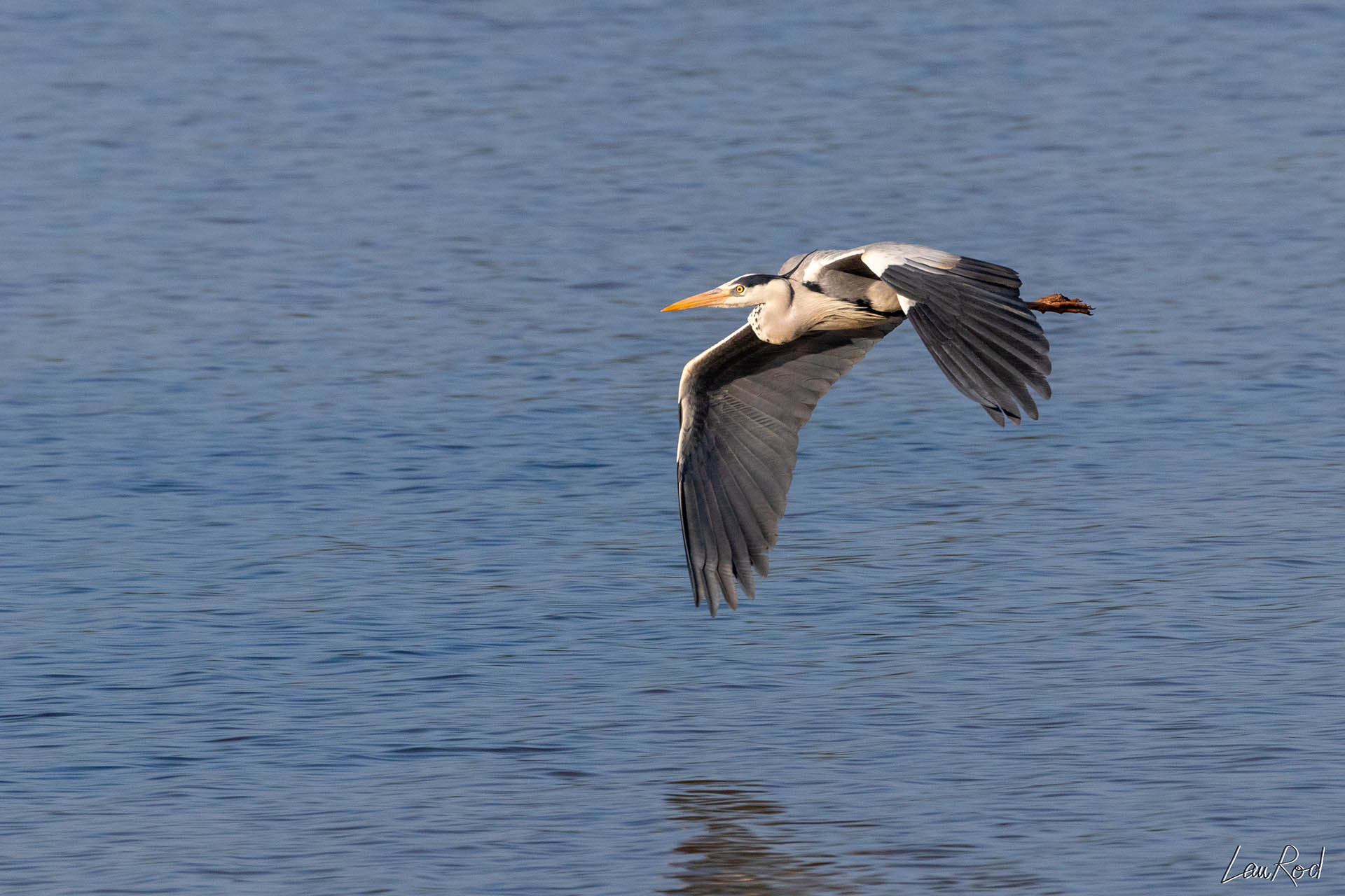 Héron cendré - OE 005