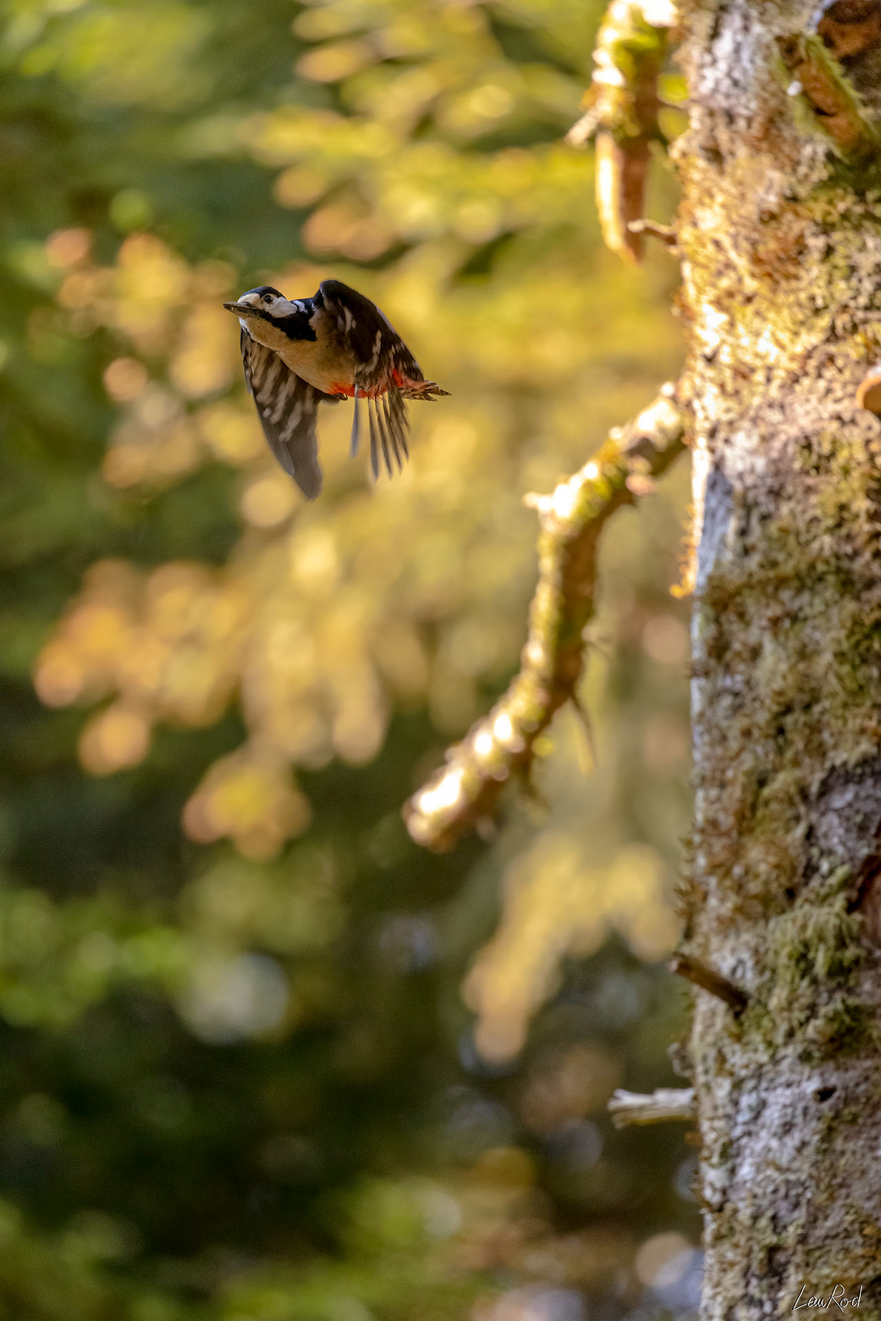 Pic épeiche - OBJ076