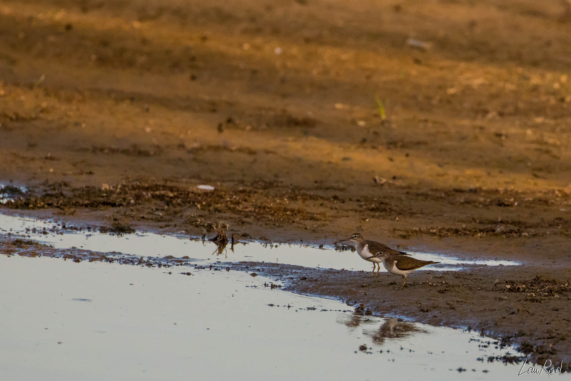 Chevalier sylvain - OE 026