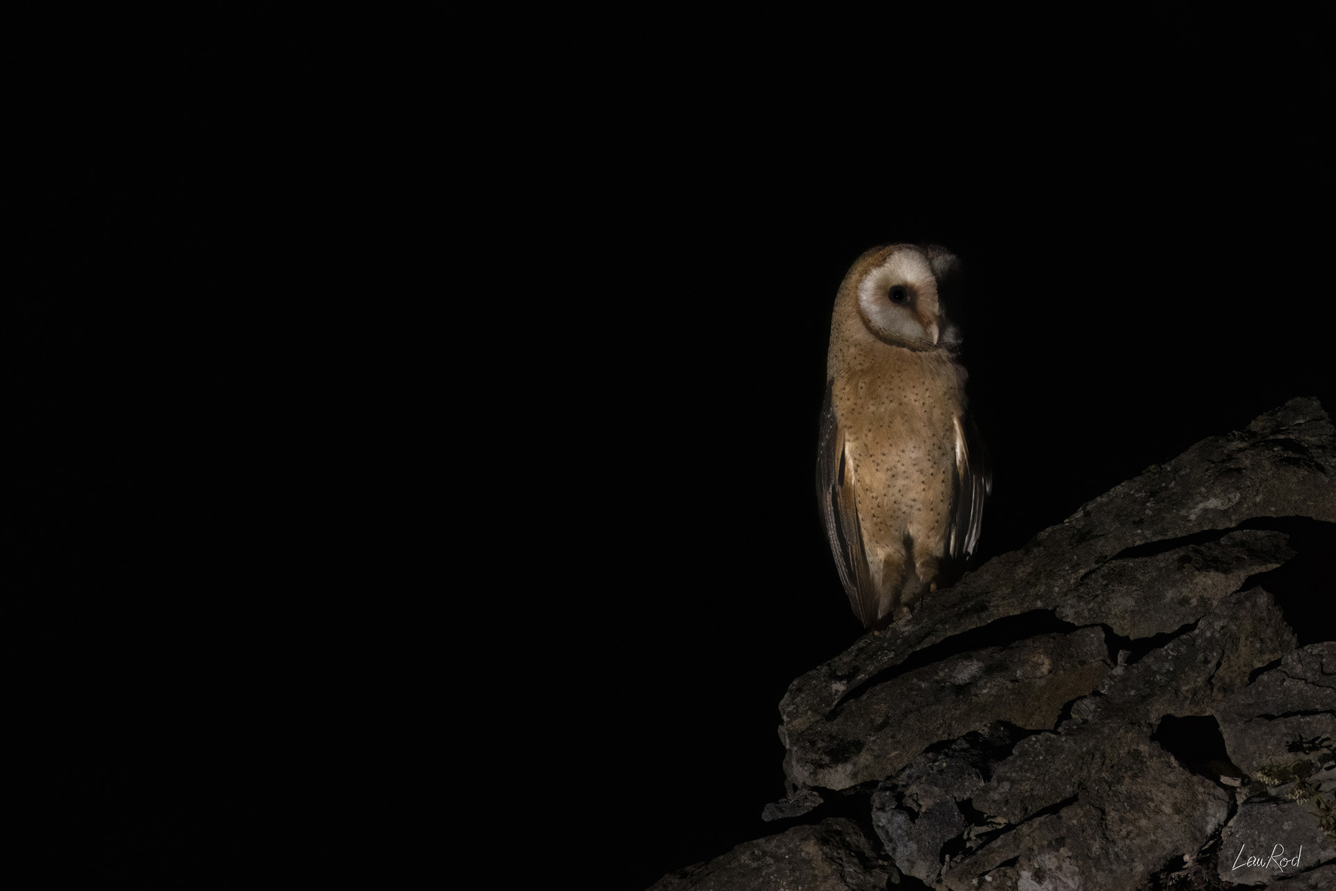 Chouette effraie - OBJ174