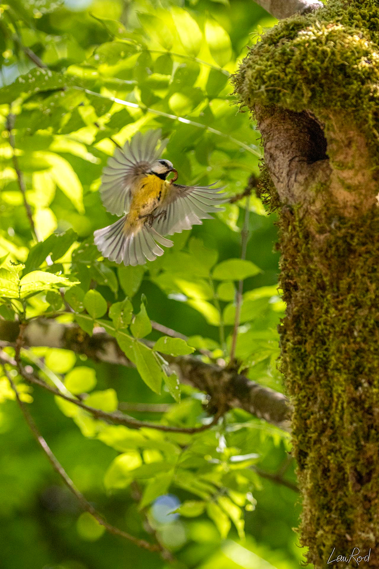Mésange bleue - OBJ046