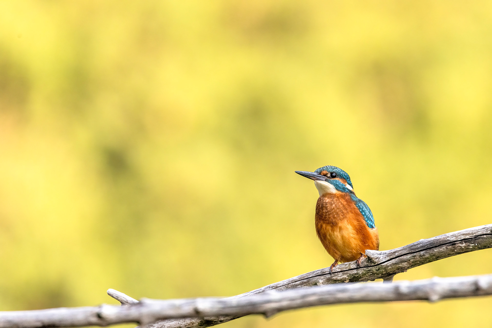 Martin pêcheur - OE 079