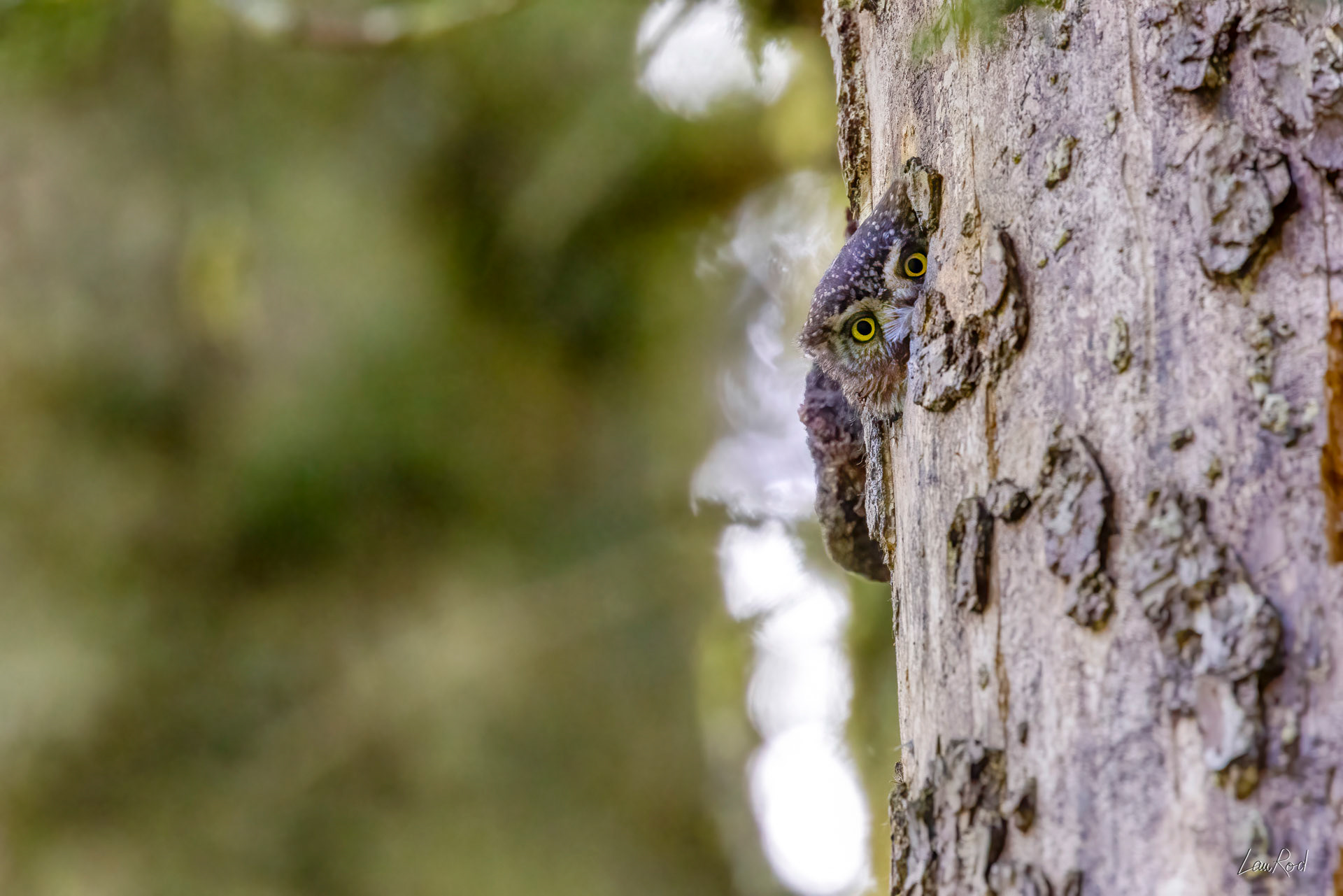 Chouette chevêchette - OBJ176