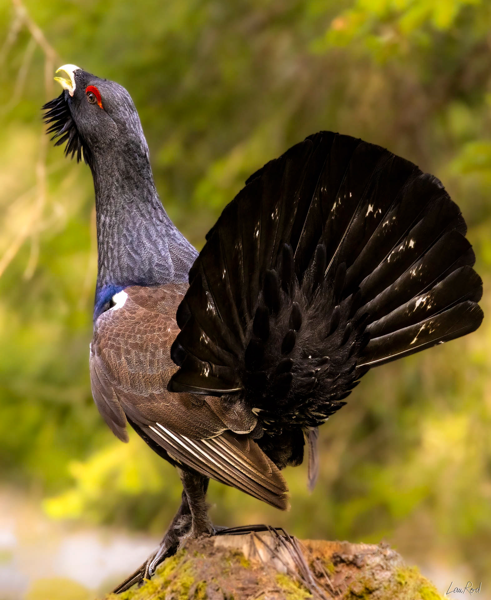 Grand tétras - OBJ111