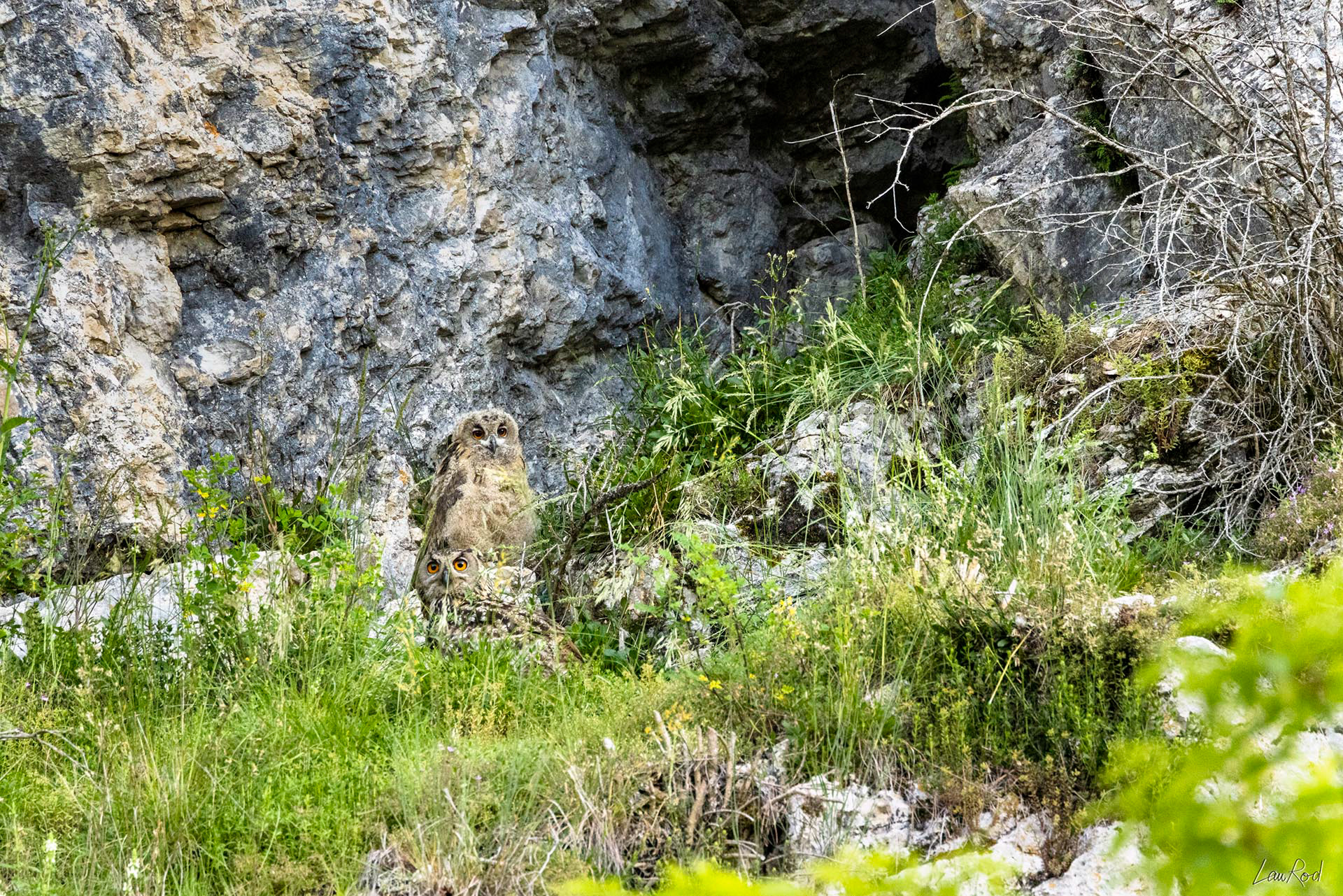 Grand duc femelle et jeune - OBJ089