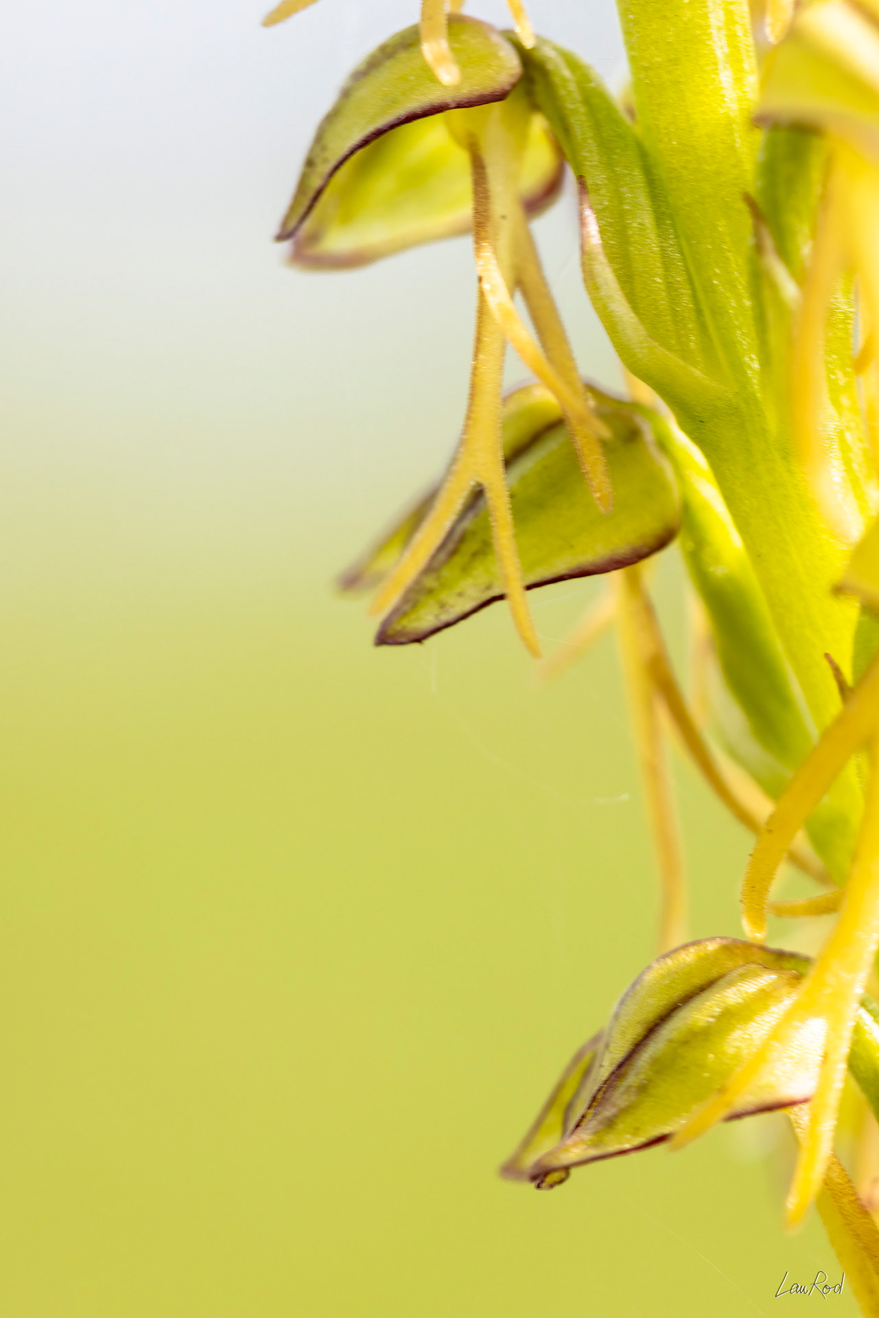 Orchis homme-pendu - F119