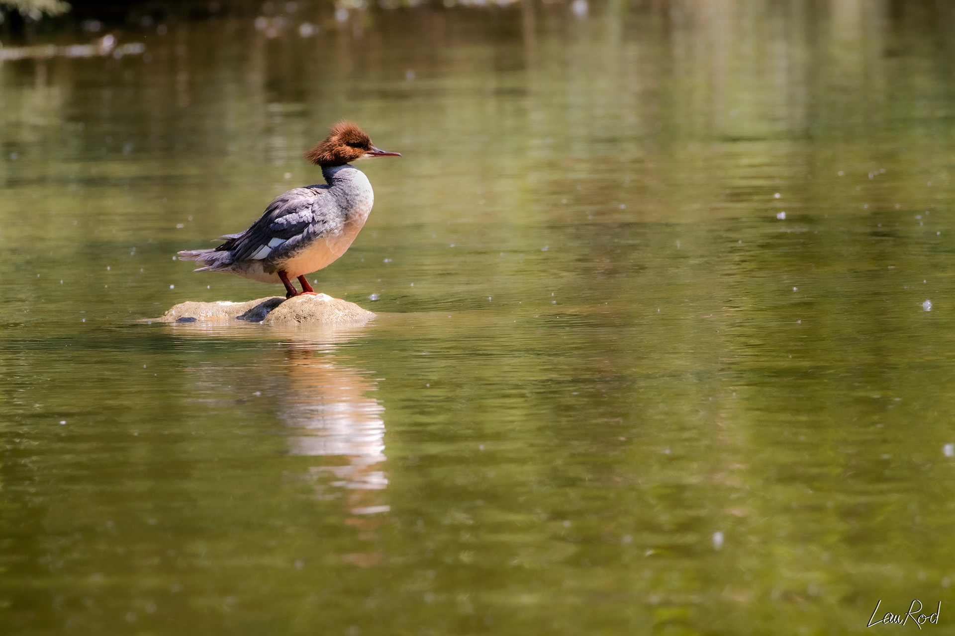 Harle bièvre - OE 049
