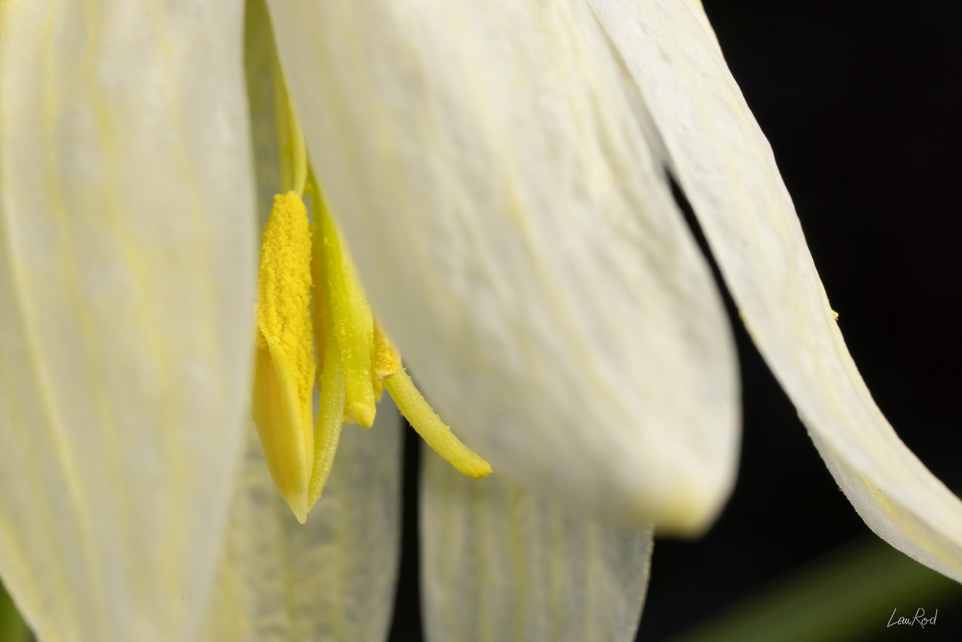 Fritillaire pintade blanche - Mac10