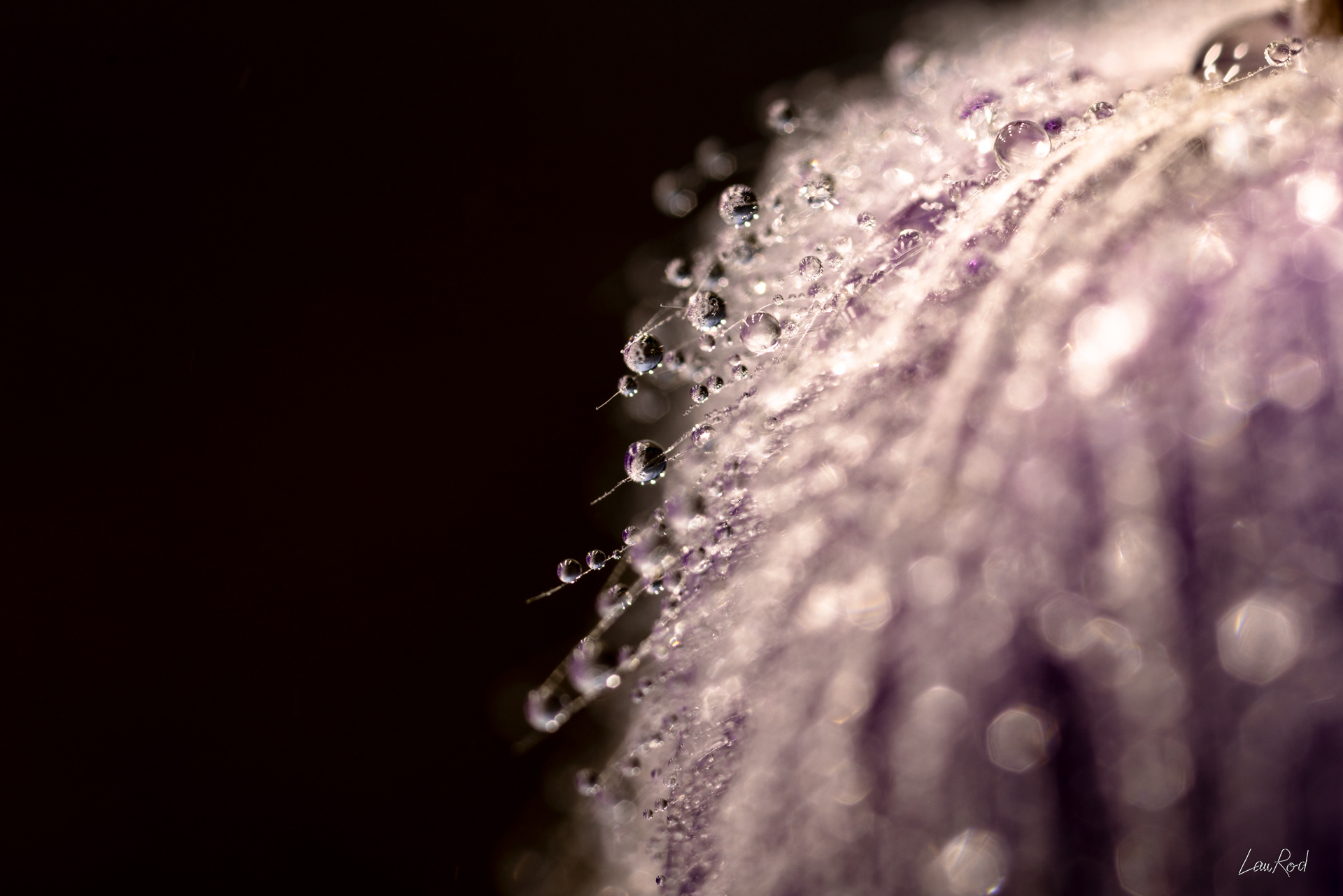 Anémone pulsatille - Mac16